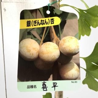   ʿ 15cmݥå ؤ 礦  祦 ʤ ʥ