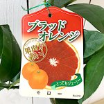 ブラッドオレンジ 苗木 モロー 13.5cmポット苗 オレンジ 苗