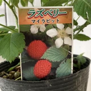 �饺�٥꡼ ���� �ޥ���ӥå� (�ּ�) 12cm�ݥå��� �饺�٥꡼ ��