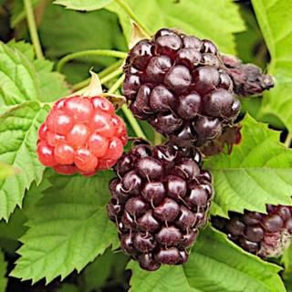 �饺�٥꡼ ���� �ܥ�����٥꡼ 12cm�ݥå��� �饺�٥꡼ ��