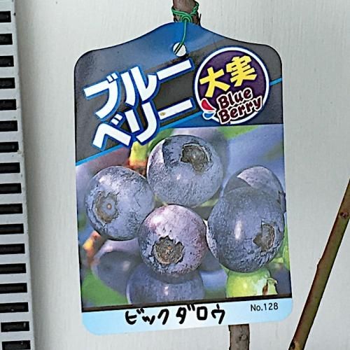 ブルーベリー 苗木 ビックダロウ 15cmポット苗 ノーザンハイブッシュ系 ブルーベリー 苗 ブルーベリーなど苗の通信販売はぐりーんべりぃ ブルーベリー 苗木 ビックダロウ 15cmポット苗 ノーザンハイブッシュ系 ブルーベリー 苗 ブルーベリーなど苗の通信販売はぐりーんべりぃ