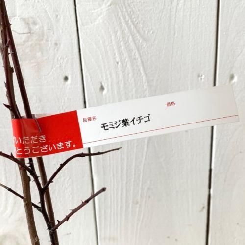 木苺 最高級洋菓子 シュス木苺レアチーズケーキ 12cm| ケーキ・ロール