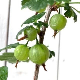 �٥꡼ ���� �������٥꡼ 12cm�ݥå��� �������٥꡼ ���������� ��