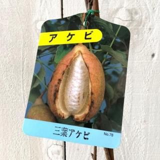   ե 12cmݥå ߤĤХ  