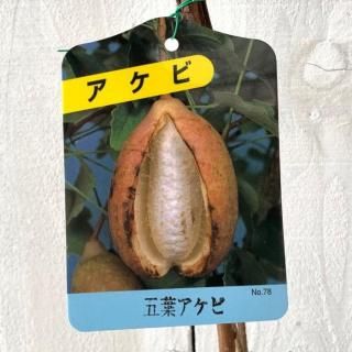   ե 12cmݥå 褦  