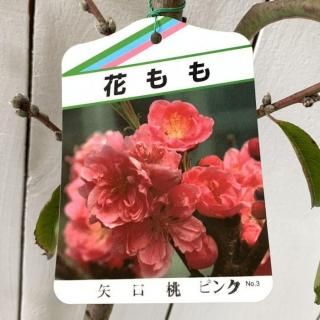   ʥԥ󥯡 12cmݥå 䤰 Ϥʤ  ϥʥ