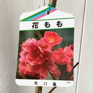   ֡ 12cmݥå 䤰 Ϥʤ  ϥʥ