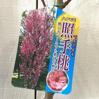   ȼ (ԥ) 12cmݥå Ƥ Ϥʤ  ϥʥ