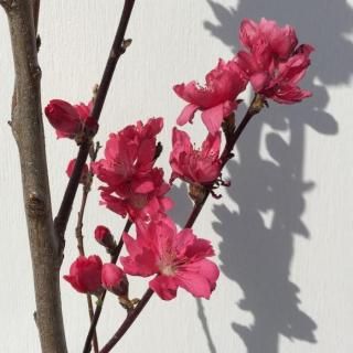   ȼ () 12cmݥå Ƥ Ϥʤ  ϥʥ