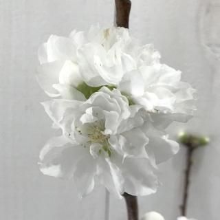   ȼ () 12cmݥå Ƥ Ϥʤ  ϥʥ