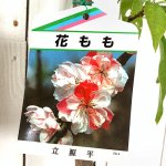 花桃 苗木 立源平 (咲き分け) 12cmポット苗 たちげんぺい はなもも 苗 ハナモモ