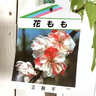   Ωʿ (餭ʬ) 12cmݥå ڤ Ϥʤ  ϥʥ