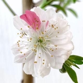   ʿ޿ʺ餭ʬ 12cmݥå ڤ Ϥʤ  ϥʥ