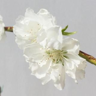   㤷 12cmݥå 󤻤Ĥ Ϥʤ  ϥʥ