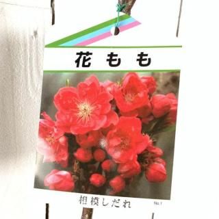   Ϥ֡ 12cmݥå ߤ Ϥʤ  ϥʥ