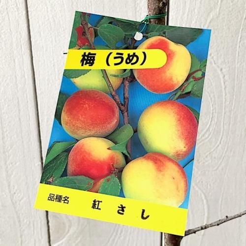 紅サシ梅 ウメ（実梅）：紅さし／紅映 | nae-ya｜herbal tree shop