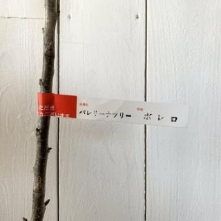 Х꡼ʥĥ꡼  ܥ 15cmݥå Х꡼ʥĥ꡼ 