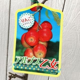   ץ 12cmݥå   Ӹ