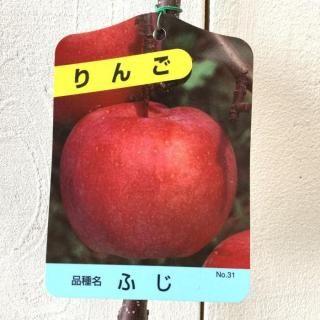   ٻ 12cmݥå դ   Ӹ