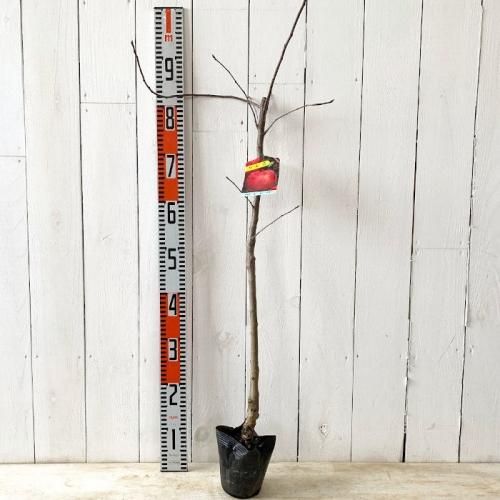 リンゴ 苗木 富士 12cmポット苗 (ワイ性) ふじリンゴ りんご 苗 林檎