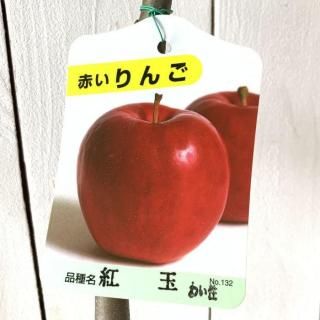   ȶ 15cmݥå (磻) 礯   Ӹ
