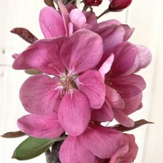 Х꡼ʥĥ꡼  ᥤݡ 15cmݥå Х꡼ʥĥ꡼ 