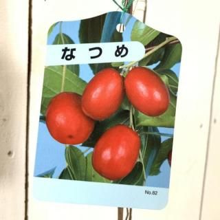 ʥĥ  ʤĤ 12cmݥå ʥĥ  ܧ