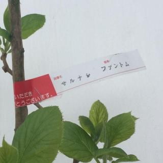 ʥ  եȥ 12cmݥå ʤ  