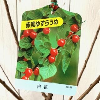 �椹���� ���� �ּ¡���֡� 12cm�ݥå��� �椹�餦�� �� �楹�饦��