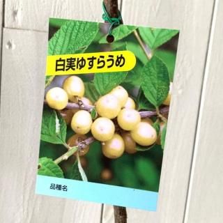 �椹���� ���� ��� 12cm�ݥå��� �椹�餦�� �� �楹�饦��