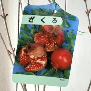 果樹苗木 - ブルーベリーやスモークツリーなど植物苗の通販店