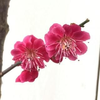    () 12cmݥå ޤФ Ϥʤ  ϥʥ