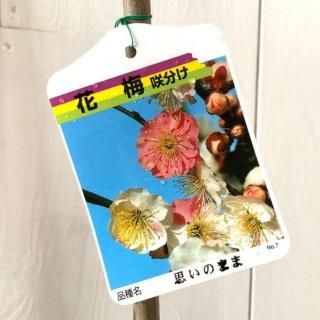   פΤޤ (餭ʬ) 12cmݥå Ϥʤ  ϥʥ