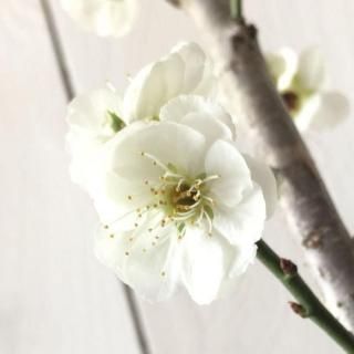    () 12cmݥå Ϥʤ  ϥʥ