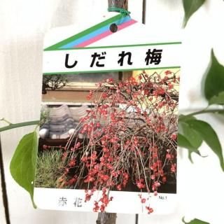    () 12cmݥå Ϥʤ  ϥʥ