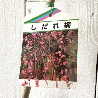    (ԥ) 12cmݥå Ϥʤ  ϥʥ