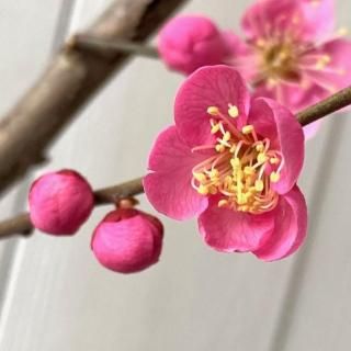   ƻ (ԥ) 12cmݥå ߤ Ϥʤ  ϥʥ