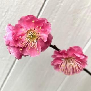   ȬŴ () 12cmݥå 䤨󤳤 Ϥʤ  ϥʥ