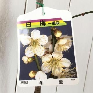   ߻ () 12cmݥå Ϥʤ  ϥʥ