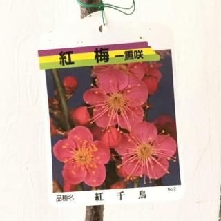   Ļ () 12cmݥå ٤ˤɤ Ϥʤ  ϥʥ