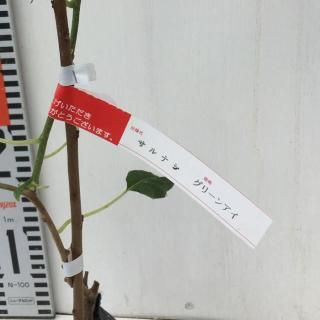 ʥ  ꡼󥢥 12cmݥå ʤ 