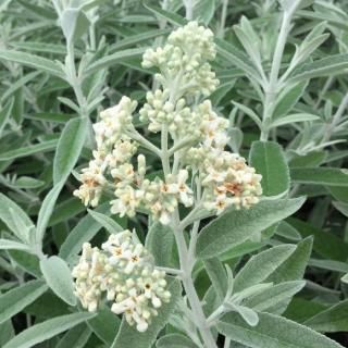 ֥åɥ쥢  С˥С꡼ 13.5cmݥå 3ǯ ֥åȥ쥢 