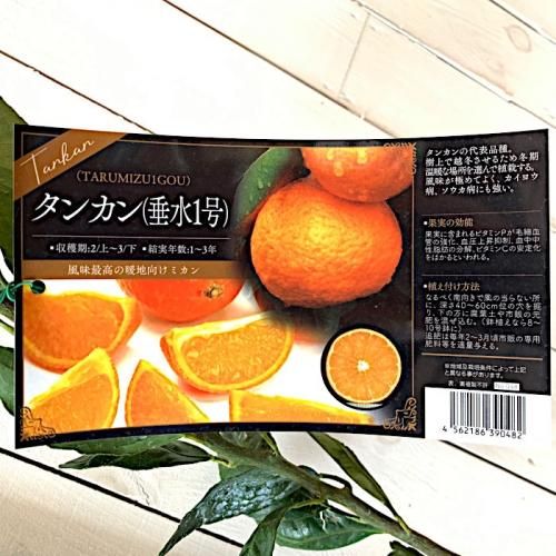 レコルト様専用 南柑20号8kg×2箱ぐるりん