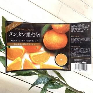 󥫥  1 15cmݥå 1 󤫤  û