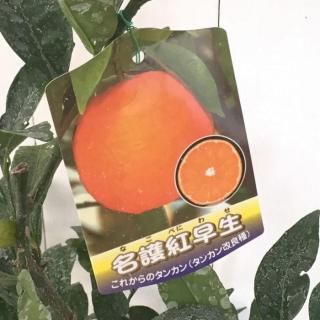 󥫥  ̾ 15cmݥå ʤ٤ˤ碌 󤫤  û