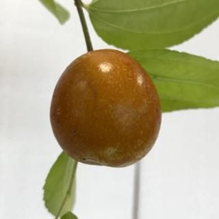 ʥĥ  ¥ʥĥ ѡ㥤 15cmݥå 3ǯ ʤĤ  ܧ