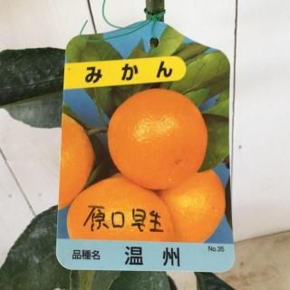 ߤ   13.5cmݥå Ϥ餰碌 ߥ  ̪