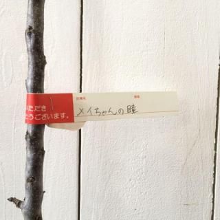 Х꡼ʥĥ꡼  ᥤƷ (PVP) 15cmݥå Х꡼ʥĥ꡼  Ͽʼ