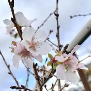  ߺ 12cm󥰥ݥå Фդ椶   