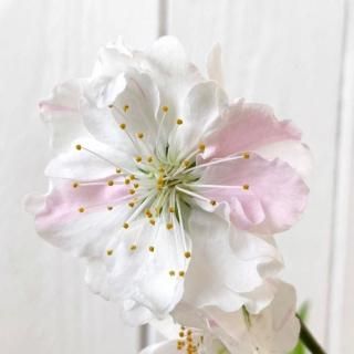    12cmݥå Ѥ Ϥʤ  ϥʥ